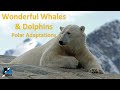 Marine Mammals and Penguin Adaptations