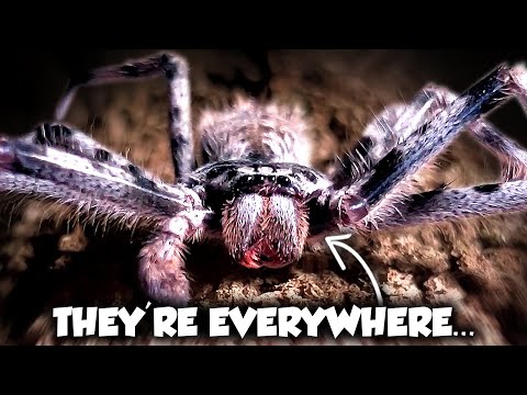 Australia's LARGEST Spiders Have a Terrifying Secret | Weird Planet