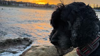 Wesołych świąt ! Z Australii Bondi beach 