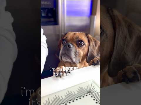 it’s meee, hi, i’m da begger #dog #puggles #dog #hungry #shorts #fyp #viral #cute