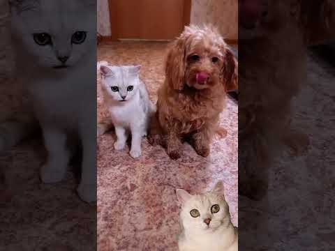 МЫ СДЕЛАЛИ ПЛАТНЫЙ ВХОД