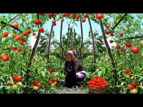 How To Grow Tomatoes at Home - Real Life in Azerbaijani Village | 1 Hour Of Relaxing videos