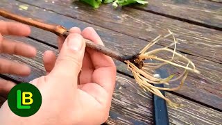 Every branch takes root, but slow  Here's how to speed it up