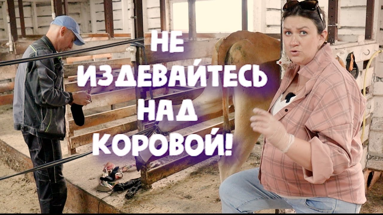 Придётся резать посоветовали не издеваться над коровой