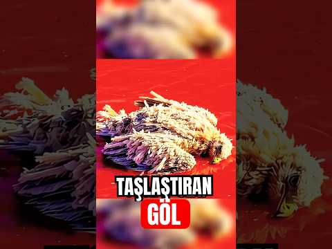 Bu Göl Neden Hayvanları Taşa Çeviriyor? 🗿
