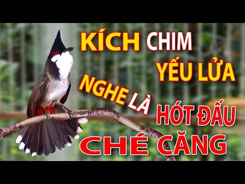 Chào Mào Kích Bổi Lên Lửa!.. Luyện Chào Mào Hót Đấu + Chào Mào Kích Trống Hót Căng Lửa. chào mào đấu