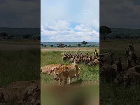 When the King Arrives: Hyenas' Plans Foiled and Lionesses Step Back