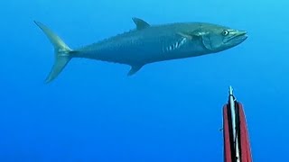 Spearfishing in Egypt 2026 🎯🤿🐟🇪🇬 :preview of what will shared during this year , صيد بالحربة في مصر 
