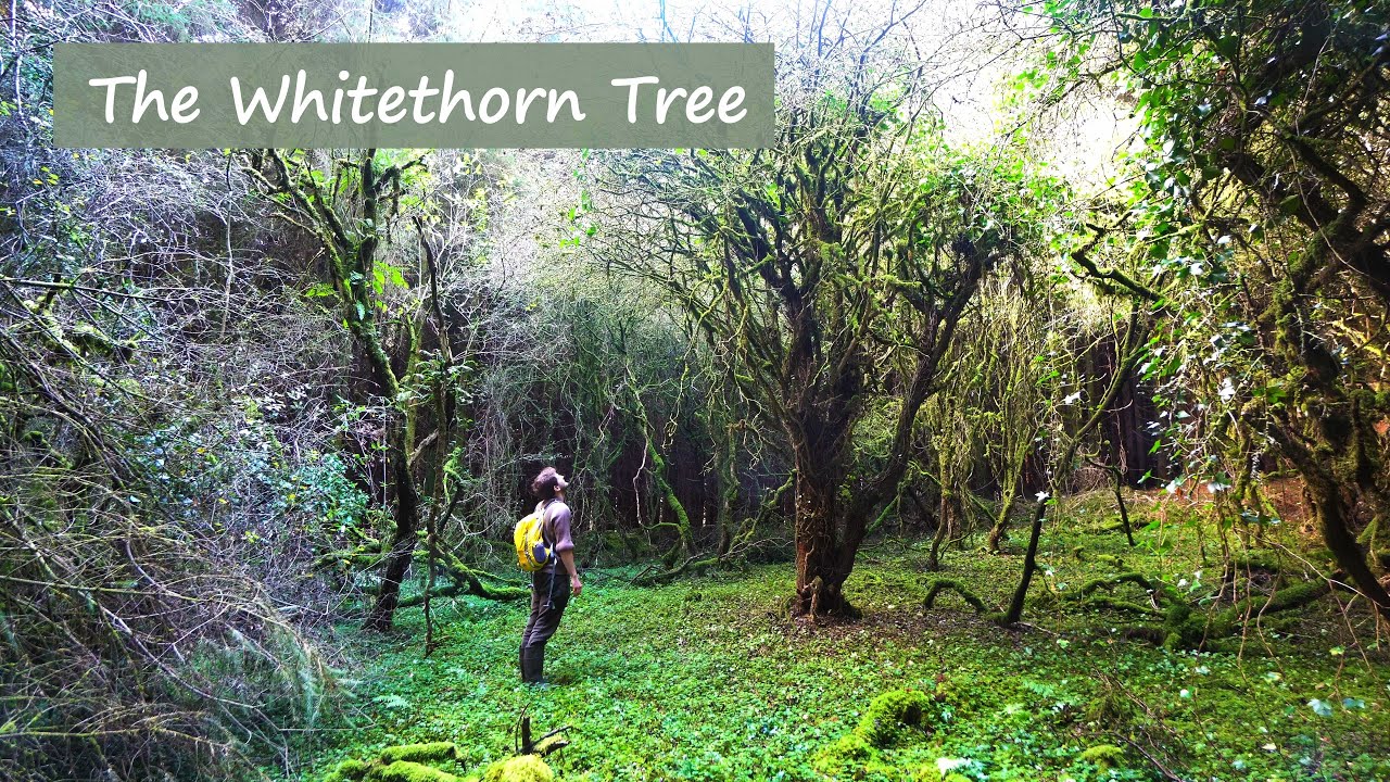 Exploring Ireland | Celtic Fairy Tales | The Whitethorn Tree (Christmas Special)