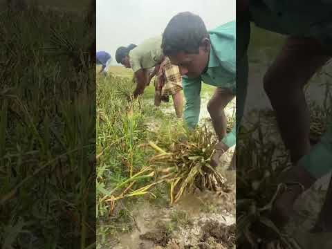 কম খরজে রসুন উত্তোলন