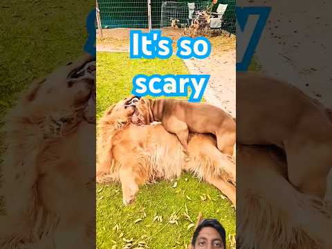 What are you doing #like #puppy #goldenretriever #americanbully #shorts #youtube #pets #love #live