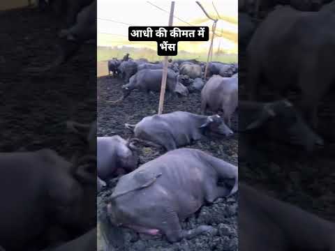 आधी कीमत में भैंस #trandingshorts #viral #viralshorts