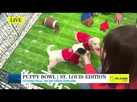 Puppy Bowl