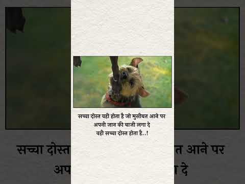 #जिंदगी की हकीकत सच्ची दोस्ती 💯❣️😍#sortvideo #dogtraining #varal #trendingreels #youtube 🤟