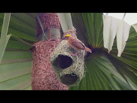 Nature's Master Builder: The Baya Weaver 🕊️🏡 #nature #birdnest #nestbuilding  #bayaweaver