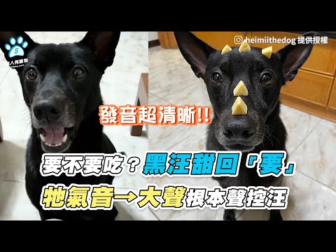 【要不要吃？黑汪甜回「要」 牠氣音→大聲根本聲控汪】｜ IG / heimiithedog  ／ FB / 小熊&胖丁