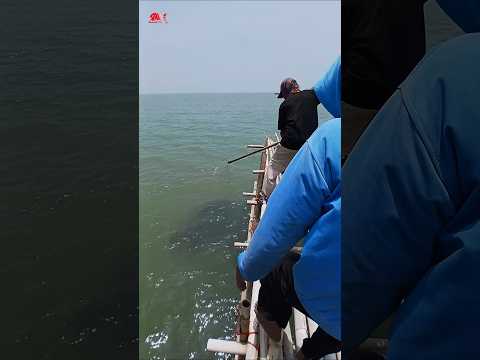 Ripuh..!! Tiba-tiba ribuan ikan naik ke permukaan pengen dipancing #mancing #kakapputih #barramundi