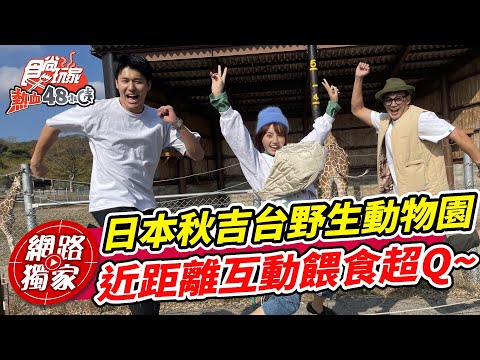 日本秋吉台野生動物園開箱 近距離互動餵食呆萌水豚君.長頸鹿.袋鼠 太可愛啦!!| SuperTaste in Yamaguchi ken, Japan 食尚玩家熱血48小時 網路獨家 20230106