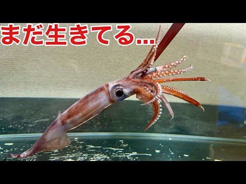 砂浜に打ち上がった瀕死のイカを飼育してみると…