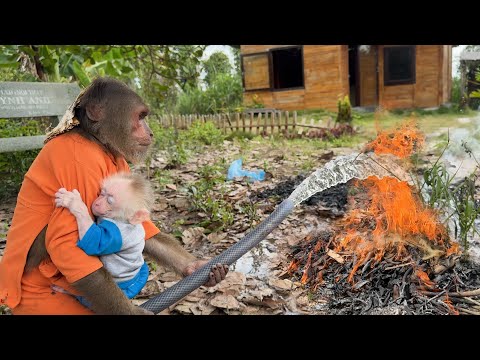 Can’t stop watching🫣 Cutis take baby monkey becomes fire hero for big fire