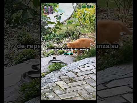 "Gato vs Serpiente: Así Responde un Gato ante una Amenaza" #vidasalvaje