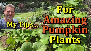 How to Care for Pumpkin Plants - Get More Pumpkins! (Watering, Fertilizing, Pest & Disease Care)