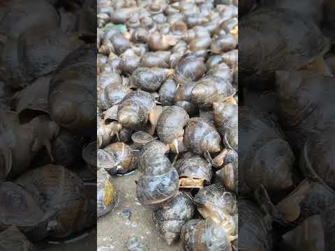 Hanya dengan Beberapa Bambu Begini Cara Mengambil Keong Sawah