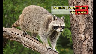 El mapache  . Características y curiosidades