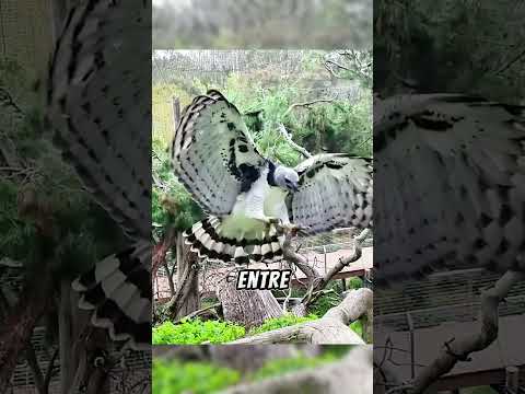 🦅⚡ Harpia: A Águia Que Quebra Ossos Humanos!