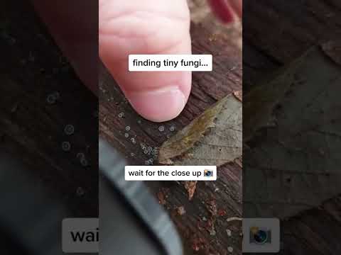 Tiny Mushroom Photos!