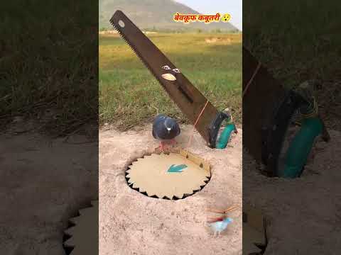 bevkuf kabutari 😂#like #follow #share #comment #🕊️🥰🕊️🥰🕊️🥰🕊️
