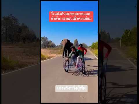 #ช้างน่ารัก #funny #elephat #animals 🌲🌳😅😆❤️️❤️️