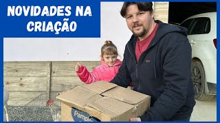 Compramos mais um lote de aves | Coração Campeiro