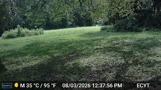 Trail Cam Footage