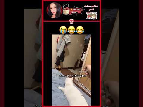 😂😂😂😂#viral #funny #cat #تحشيش #اكسبلور #اشتراك #احبكم