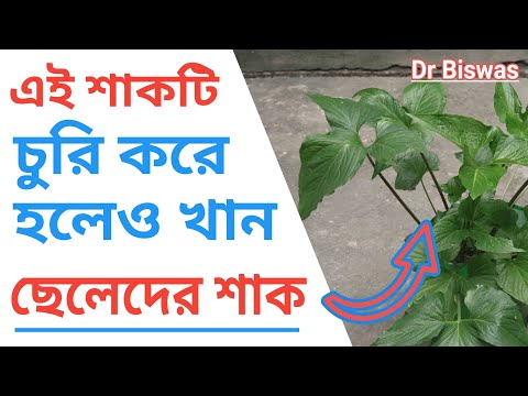 দেশিয় শাক ঘ্যাটকোলের উপকারিতা ও অপকারিতা - Diabetes Control এ শাকটির ভূমিকা | Bengal Arum Benefits