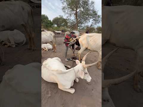 Tribu Mundari #inspirationofafrica