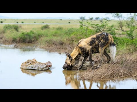 التماسيح تقلب الموازين ضد الحيوانات البرية!🐊شاهد كيف تتحول المعركة بعد هجوم التمساح#عالم_الحيوان 🦁