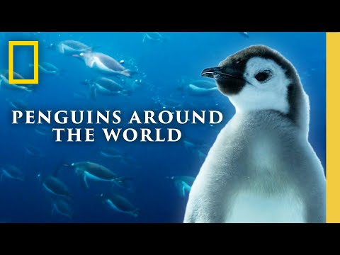 Lofi Penguins Around the World (Chill Beats + Nature Sounds) | Secrets of the Penguins | Nat Geo