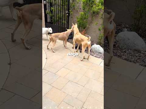 Doberman Vs Dogo Argentino Face-Off ๐
