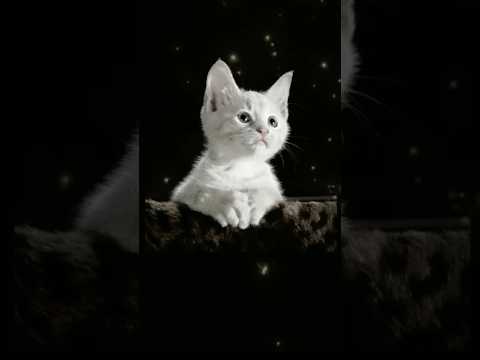 Cat #cat #Allah #wazifa