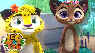 Mau presságio | Leo & Tig | Desenhos infantil 🐯🦁