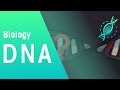 Understanding DNA