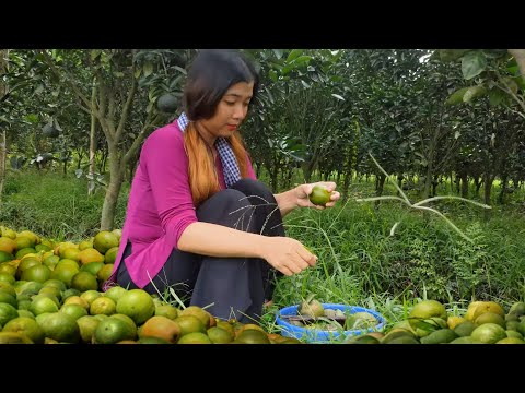 Harvest Orange Goes to the market sell |  Build life in farm | Ngọc Quý Farm