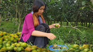 Harvest Orange Goes to the market sell |  Build life in farm | Ngọc Quý Farm