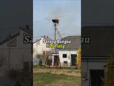 Bangau dan pemadam kebakaran