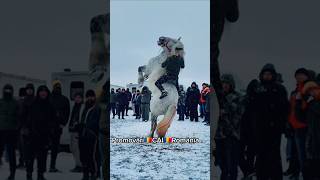 @PromovariCaiRomania #horse #cai #cal #love #arabianhorseworld #animals #duet #horseriding #vet