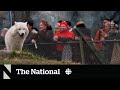 Animal Behavior During Solar Eclipses