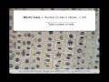 Mitosis and Mitotic Index Concepts
