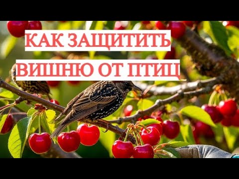 Птицы съедают ВСЮ вишню? Вот как их остановить за 5 минут!